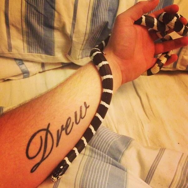 drew1_drew's tweet image. Right so my next 🐍 is either #albinonelsonmilksnake #mexicanblackkingsnake #royalballpython 😏🐍🐍🐍🐍