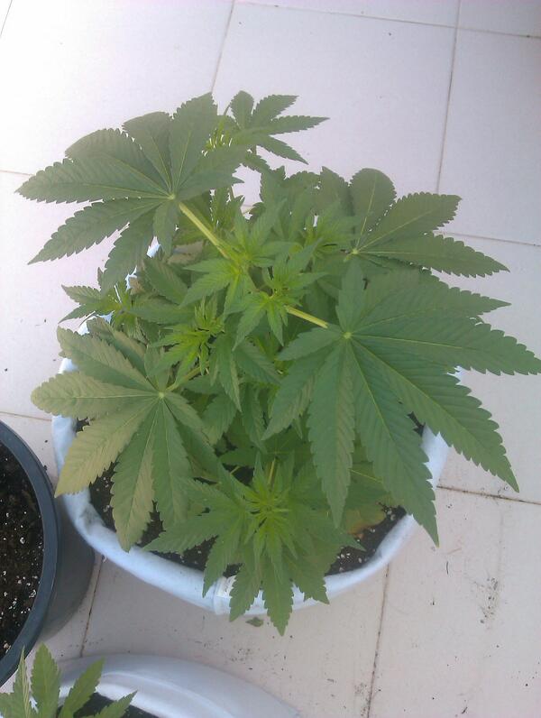 FatTonyWeed's tweet photo. Que buena apsu!!!!!! http://t.co/V4yBCpz8OL
