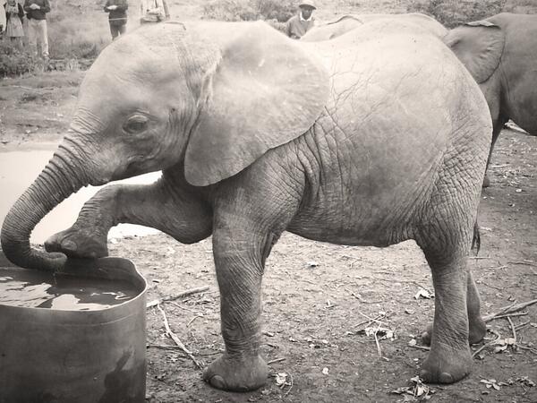 gemmaclowes2909's tweet photo. The elephant orphanage, babies being left as their mums are killed by poachers #heartbreaking http://t.co/exry3Z4OCC
