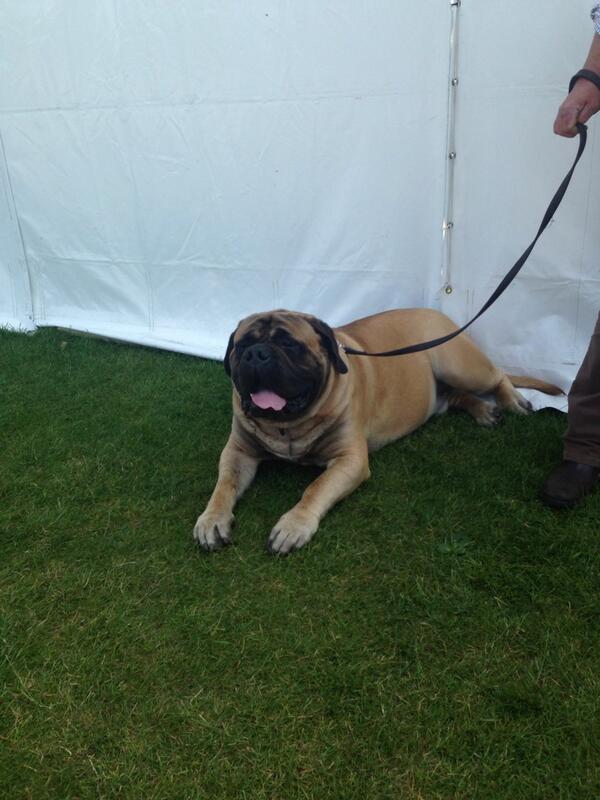 Bors, the 105kg English Mastiff, belonging to one of the Monmouth School Boys eight