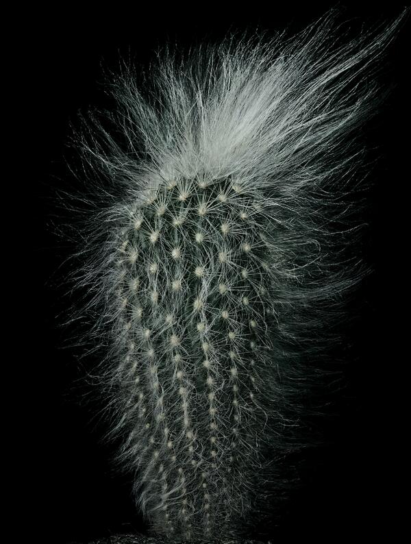 PeterLippmann's tweet photo. PETER LIPPMANN / CACTUS http://t.co/Ldhx9THc51
