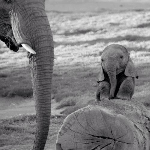 OlayaFernandez's tweet photo. "@_Paisajes_: Un bebé elefante ¿No es hermoso? http://t.co/wvo8bLPKXQ" @nataliacampii