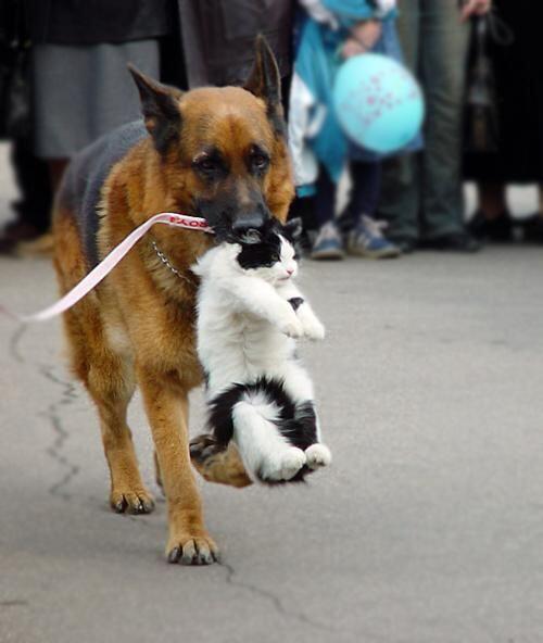 catpic_album's tweet photo. 連行されるネコ http://t.co/P0z1RBcoWP