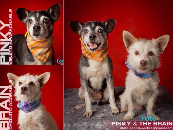 anapauf's tweet photo. Pinky y cerebro en adopción! Están lo máximo!! http://t.co/7wMAmcWxXb