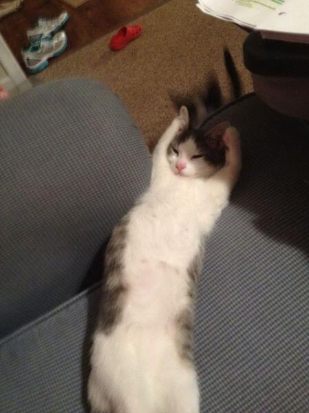 猫猫アルバム على تويتر お手上げだ T Co 7gnqty74h0