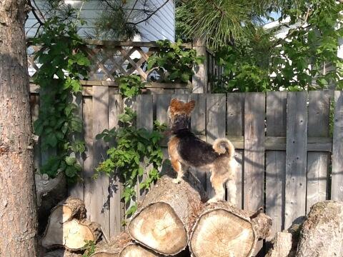 Catty0's tweet photo. Looking for those squirrels. http://t.co/rnsjPzsVwf