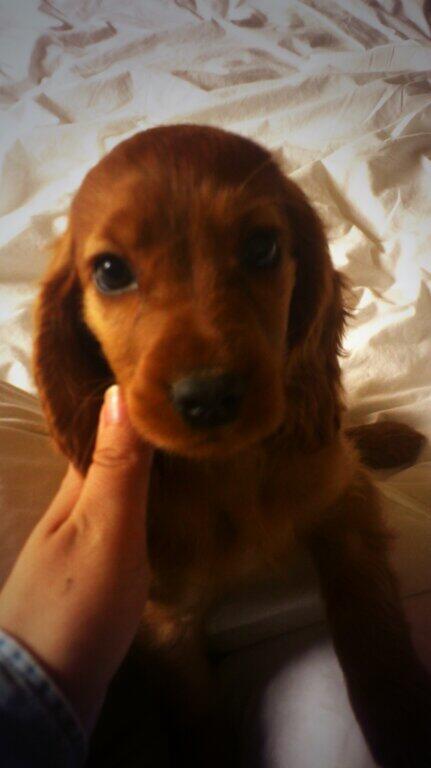 maimai_to_neko's tweet image. 可愛いなぁ～(*^ω^*)