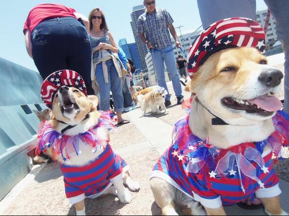 fitocracy's tweet image. Happy Fourth of July! #fitocracy #patrioticpups
