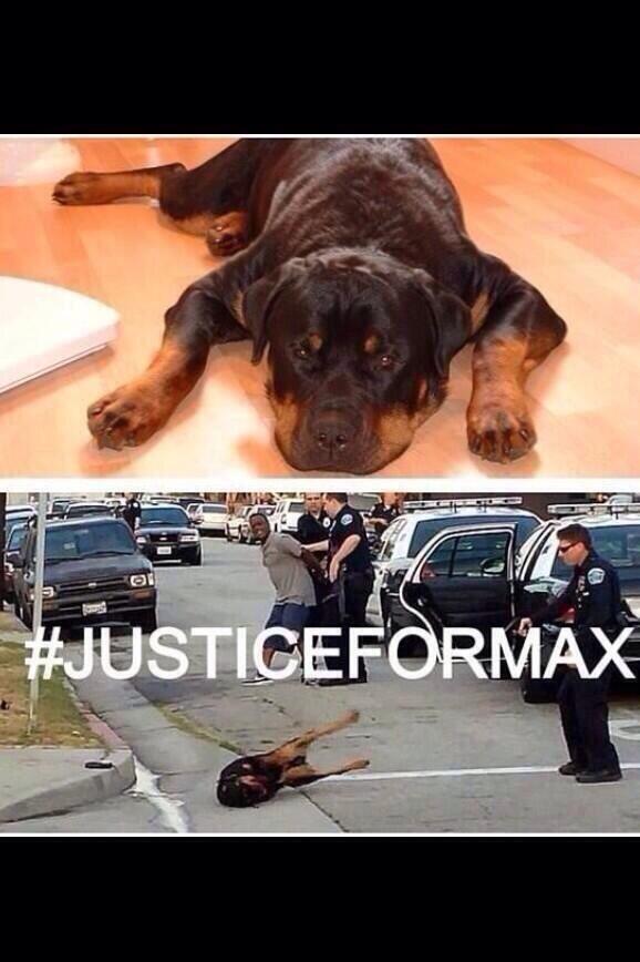 alechapa_'s tweet image. This broke mi heart. Stupid cop, how dare you kill an innocent animal! #ripmax #justiceformax #HawthornePD