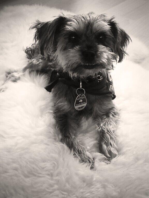 Gleich nochmal mit dem Hund raus gehen! :33