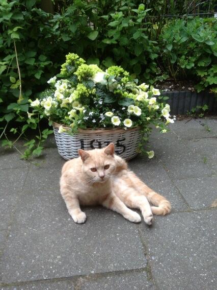 Bron: JS @Heiloo