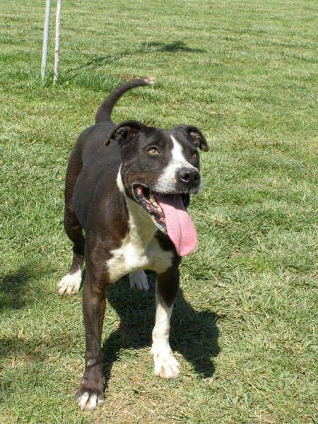 RAYA es una perra muy activa y juguetona. No controla su fuerza. Necesita una familia con experiencia. <a href="/AdoptaPerros/">Adopción Anim@l</a>