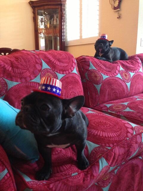 My Frenchies Phoebe and Black Velvet! http://t.co/jfsnV3rDHK