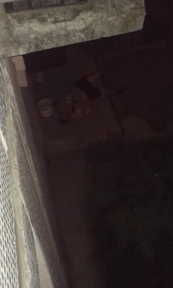 elina88192's tweet image. Kādam labi guļas pie mana poģa. #silakrogs #normāli