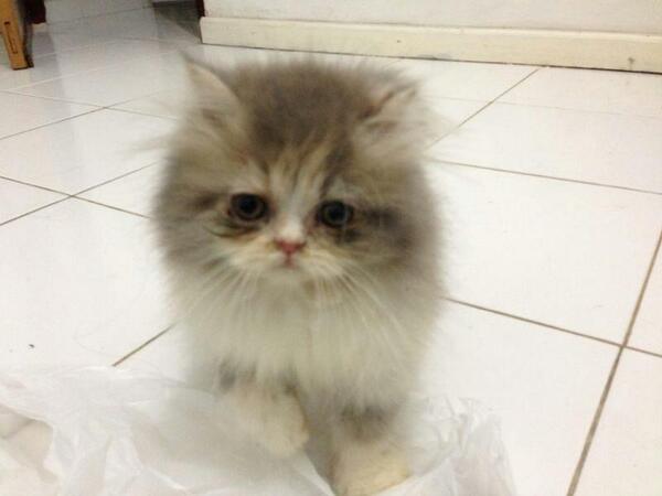 RT @nisa_zulfa:  mnt tlg ya, kl ada nemuin kitten belang 3 (dilute calico) daerah condong catur, hub 082159630725
