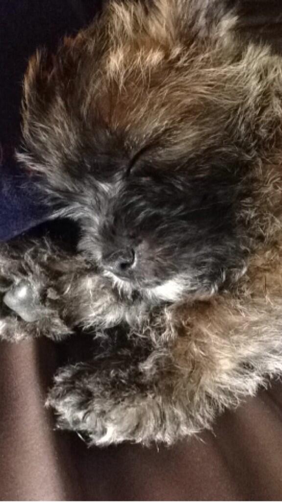 Aimee Preston Meemuss Twitter