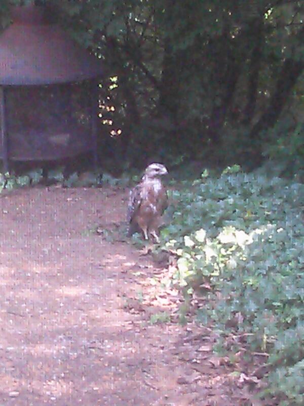OneSunOneLove's tweet photo. Found this dude on my back porch this morning http://t.co/HteTKz6ugL