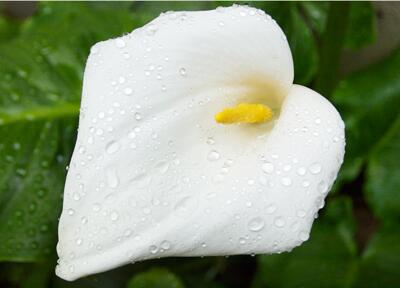 暦生活 こよみせいかつ 10周年 今日の誕生花は カラー 白 花言葉は 乙女のしとやかさ です サトイモ 科の植物で 原産地は南アフリカです 開花の季節は4 7月にかけて 花はシンプルですが とても綺麗な花を咲かせます Http T Co