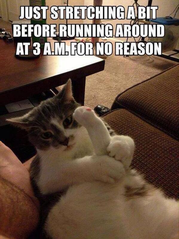 GOT_MEMESS's tweet photo. Every cat... http://t.co/ECKXgCvlRa