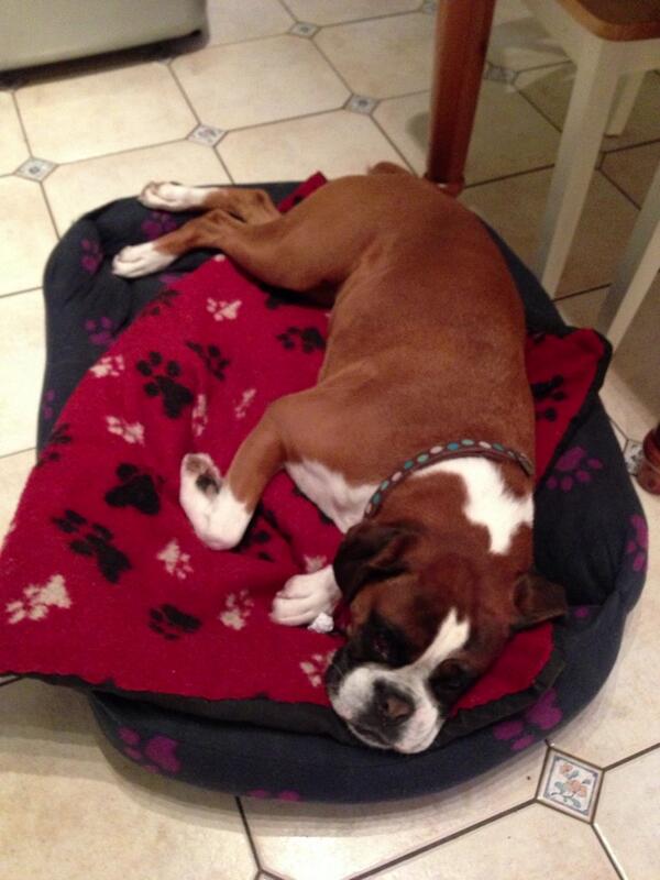 Inditheboxerdog's tweet image. Relaxing in my new bed