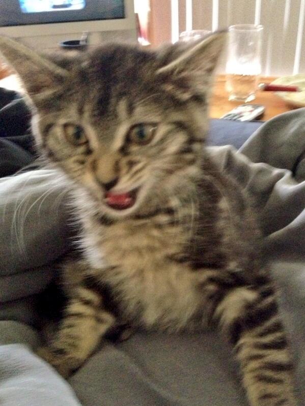 JenShame's tweet photo. I am Subee; hear me roar! 😸#KittyPictures #meowwwwwwww http://t.co/GPnv7NHYVo