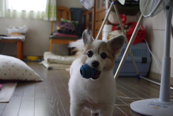 Dogs_Everyday's tweet photo. あーそぼ

#一日一犬 

https://t.co/Ihf65nmaii