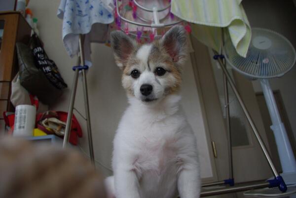 Dogs_Everyday's tweet photo. はやくくれ

#一日一犬 

https://t.co/MffhNQuKdB