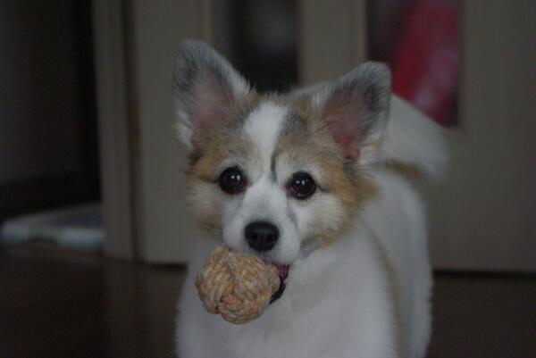 Dogs_Everyday's tweet photo. なぁ～に

#一日一犬 

https://t.co/ftZ937AYiX