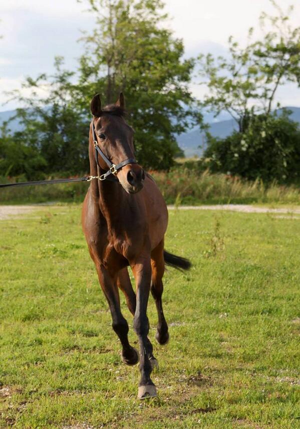 ClaBenazzoli's tweet photo. When people say it's just a horse, they just don't understand. #saddu #horselove http://t.co/xfElRp94ZA