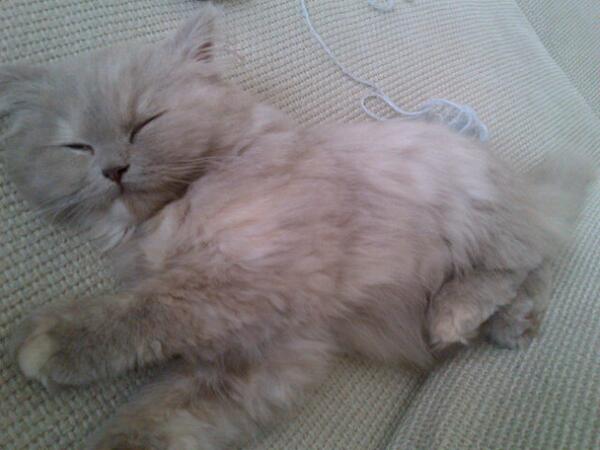 Auke Moonen tweet media