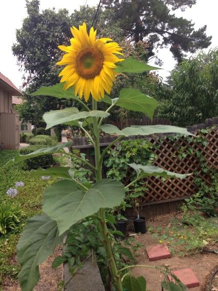 My sun flowers are blooming! #beautiful http://t.co/R38sVKNhpQ<a href="/tag/beautiful"class="tags">#beautiful</a>