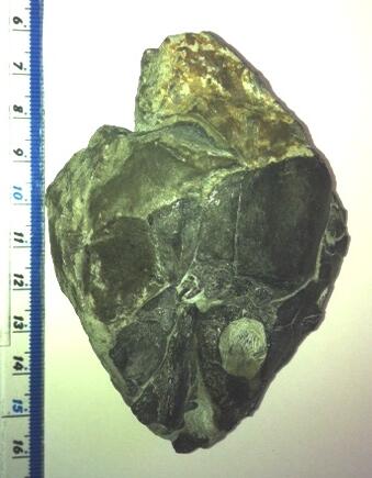 NHM Fossil Fish tweet media