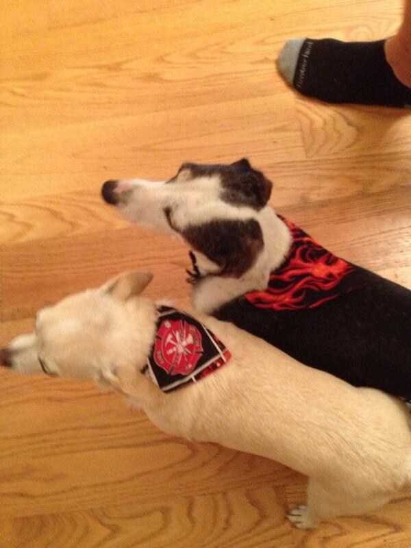 My dogs have joined the firehouse rescue team!