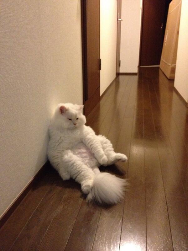 how to leave a cat home alone