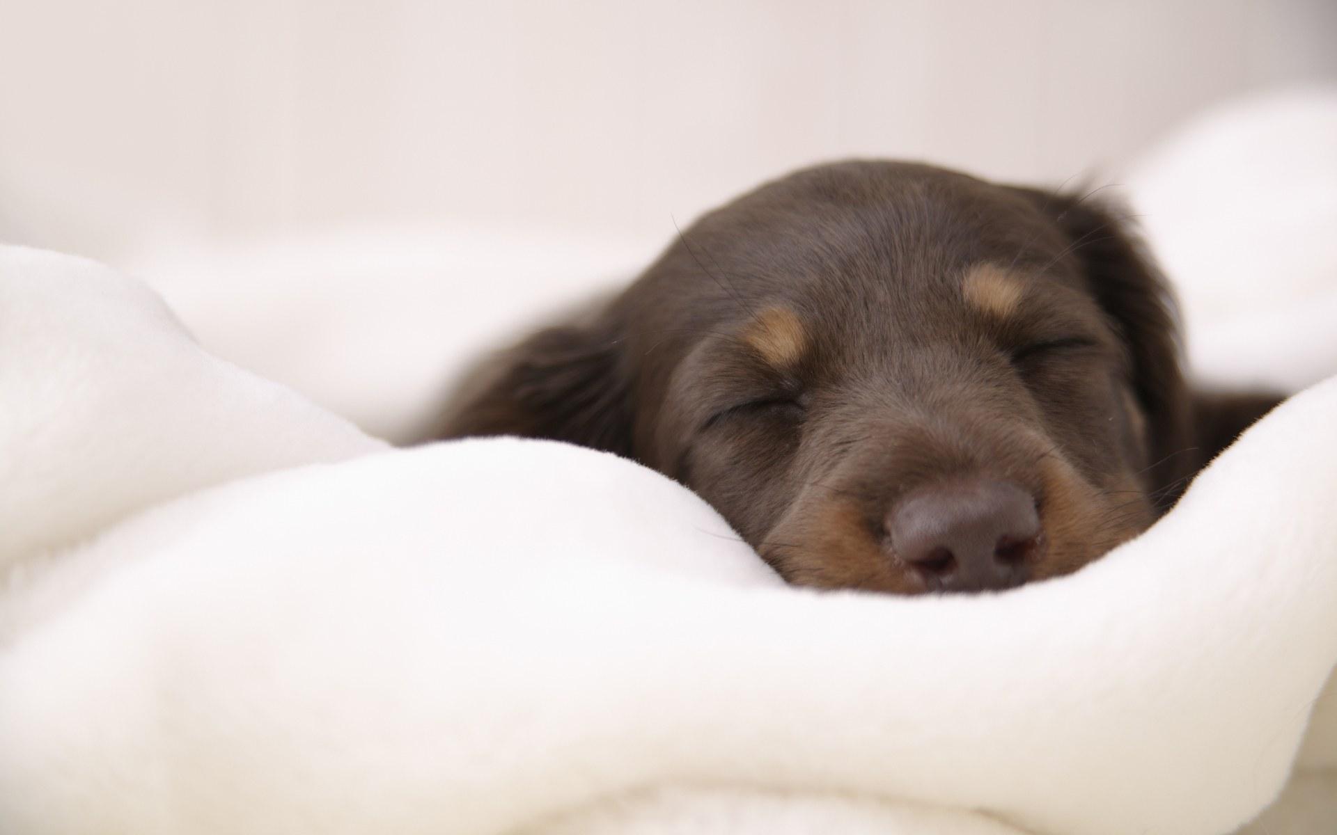 可愛い子犬画像 Alldoggy Twitter