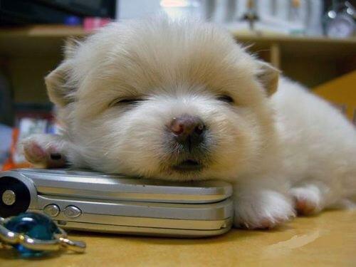 可愛い子犬画像 Alldoggy Twitter
