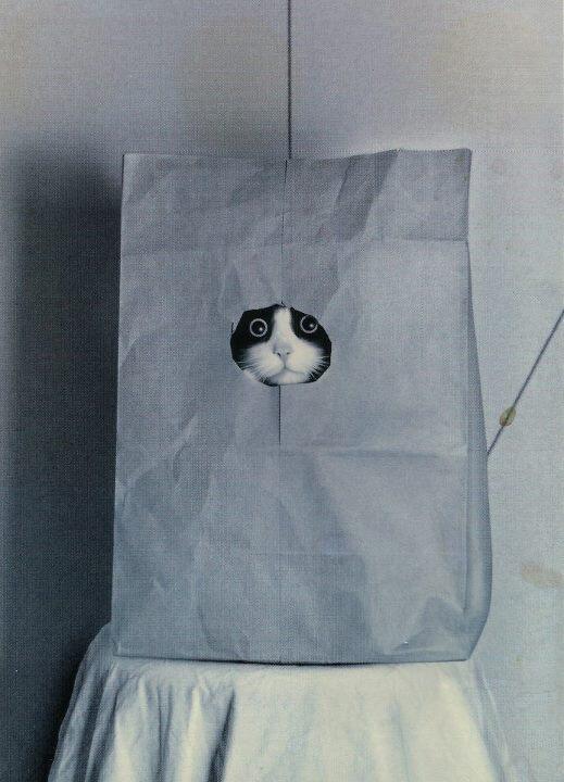 neko_pic_bot's tweet photo. 【はちわれ】 もふりたくなったらRT https://t.co/SlTQpx0Q4X
