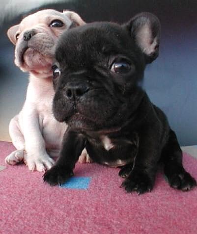 可愛い子犬画像 Alldoggy Twitter 可愛い子犬画像 Alldoggy Twitter