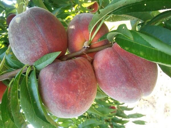 NJ_Peaches's tweet photo. Desiree picked on Tuesday. Developed by Rutgers NJAES Fruit Breeding Program-Peach season is here! #jerseypeaches http://t.co/iJUQXHvbBw