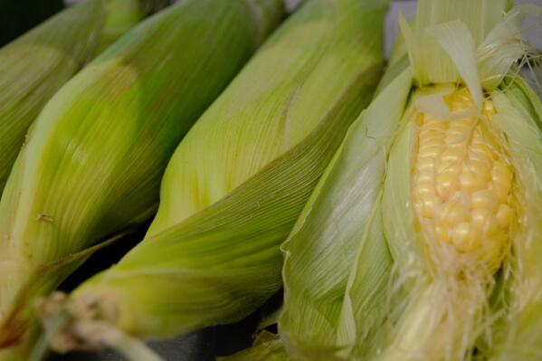 cincotacos's tweet photo. Aw-shucks! Shucking corn for lunch! http://t.co/dBM8C0gyQS
