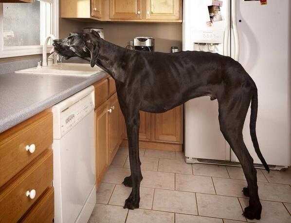 Breveria's tweet photo. “@_Paisajes_: El perro más alto del mundo, Zeus, toma agua de la cocina sin tan siquiera pararse. http://t.co/4rhSLrFWGy”@22_noelito