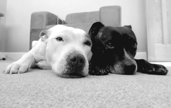 ryan180680's tweet photo. @HubStaffy @StaffyB_Home @BDCH us again. Reunited after being on hols for 2 weeks...apart http://t.co/7Zc3X19ZY6