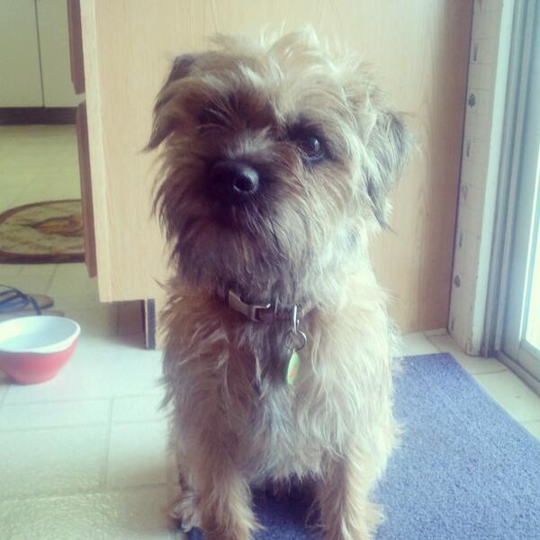 pepper_gram's tweet photo. What do you think #BTposse? Is it time for a summer hand stripping, or stay au natural? http://t.co/gCYxcc5RAK