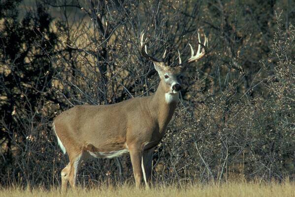 TrophyKills's tweet photo. #Whitetail http://t.co/MEOQBH0TcS