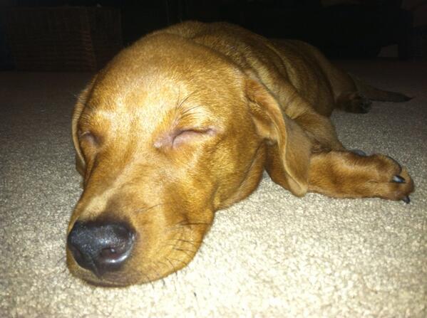 JenWorley's tweet photo. @urbanchestnut:  Meet our 5-month old Dachshund/Corgi mix named Schnickelfritz!! http://t.co/nSCSc1XpIo