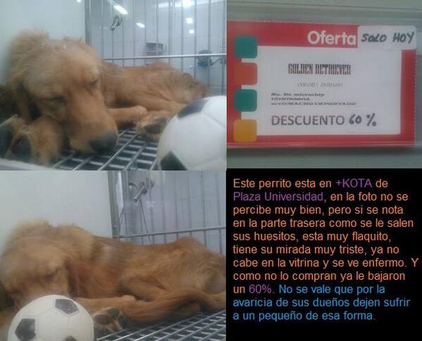 NATURALEZAANIMA's tweet photo. Los animales NO son objetos #cerremosMaskotaMéxico  @PROFEPA_Mx @SAGARPA_mx @ManceraMiguelMX @AristeguiOnline http://t.co/KLhAAvYJRG