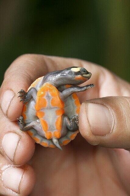 Orange-bellied short-necked turtle. Michelangelo?