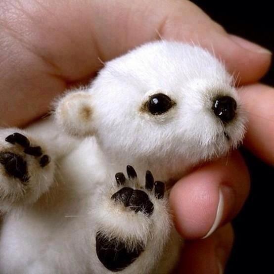 A baby Polar Bear! They can weigh as much as a pound when they are born.