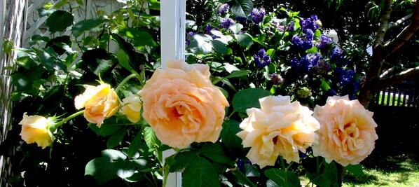 andrealyndesign's tweet photo. Love these roses and the soft sweetness they have. Want yours to look as sweet? http://t.co/VPBIfYtrua ❤ #summer http://t.co/1NoCg5H6Vj