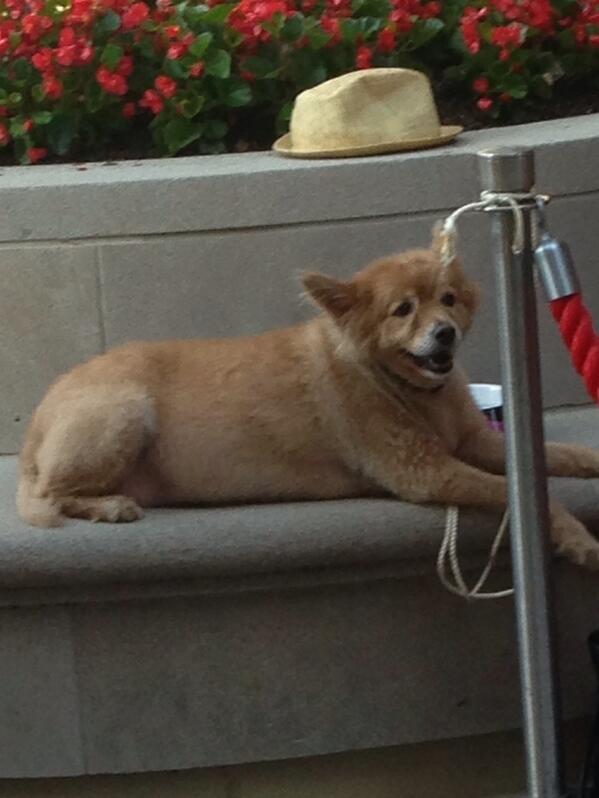 DogsofDC tweet media